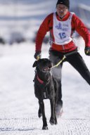 Lenk 2013